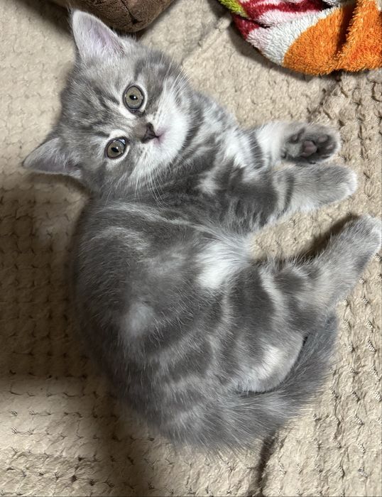 Британская девочка