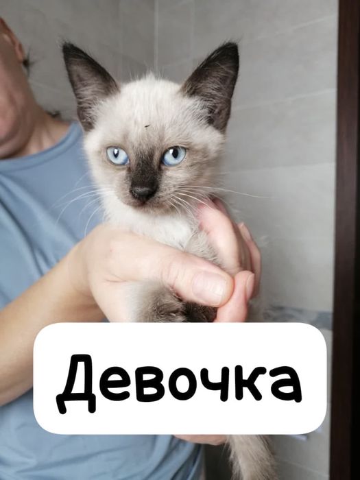 милые котята девочка, мальчики