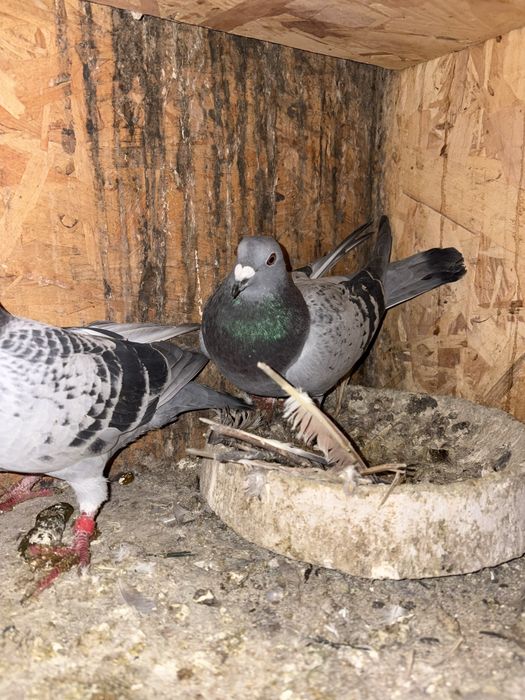 Vand o pereche de porumebi