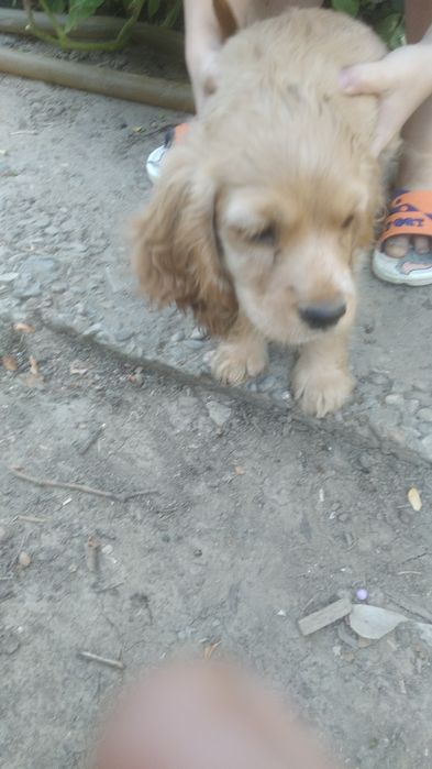 Английский кокер спаниель