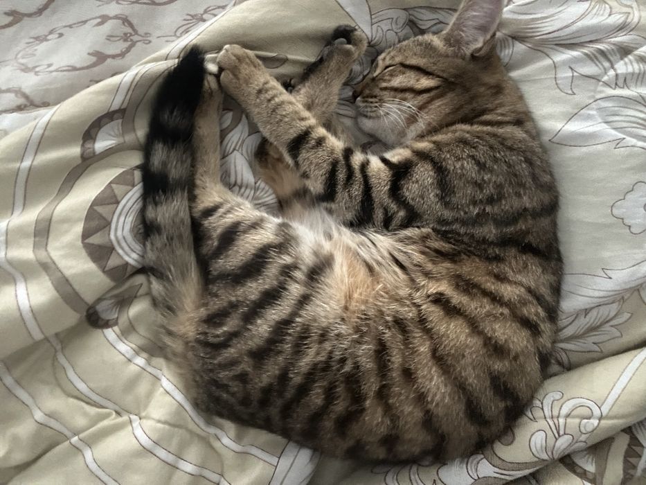 Кошка кошечка отдаю