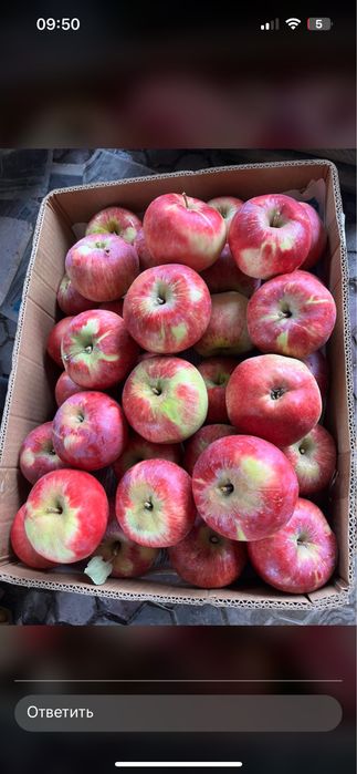 Апорт груша кандиль американка яблоки