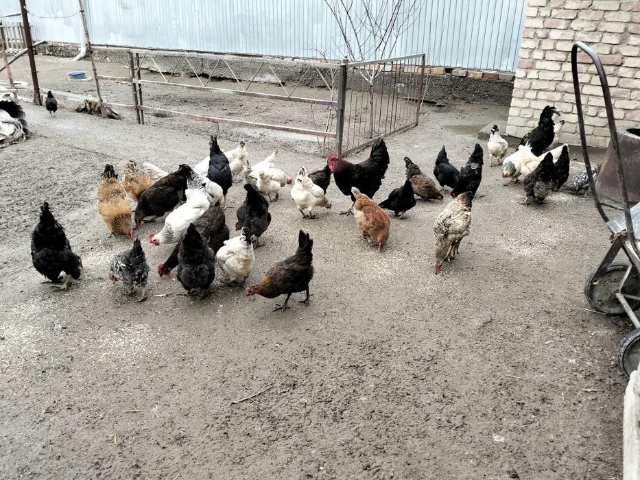 Тауытар сатылады