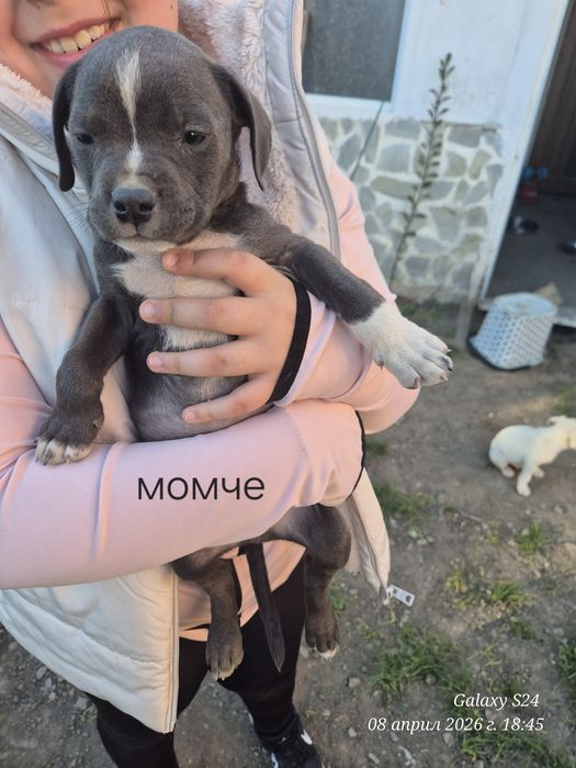 Малки Бебета питбули