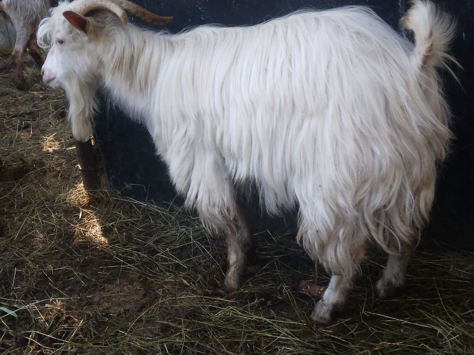 Vând țap de anul trecut
