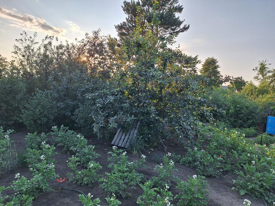 Продам дачу,  Затобольск автомобилист 26 Улица