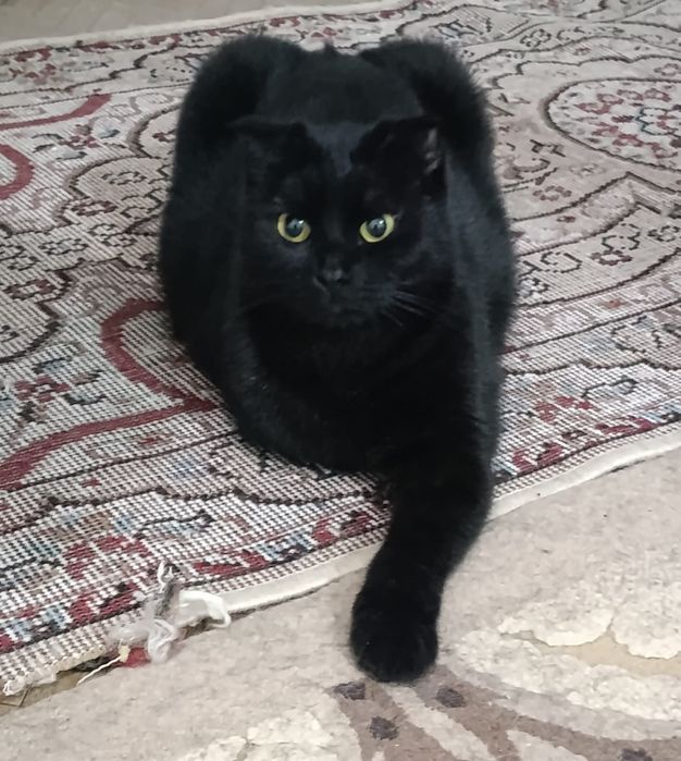 Малышка БАГИРА в семью