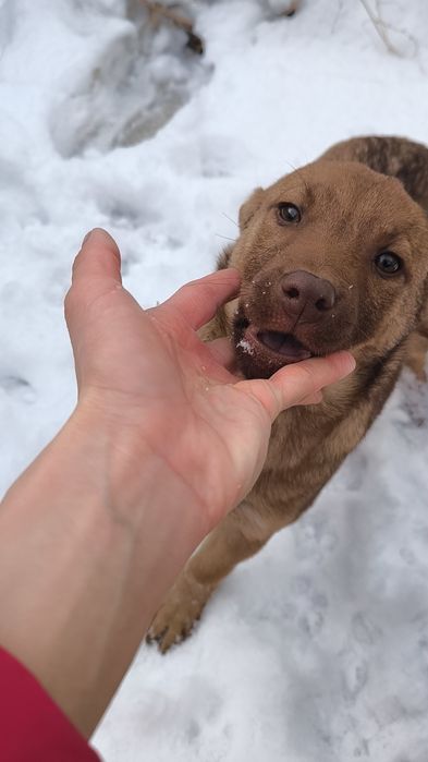 Щенок Девочка! Не на цепь, в добрые руки