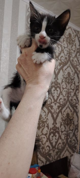 Отдам котят в хорошие руки