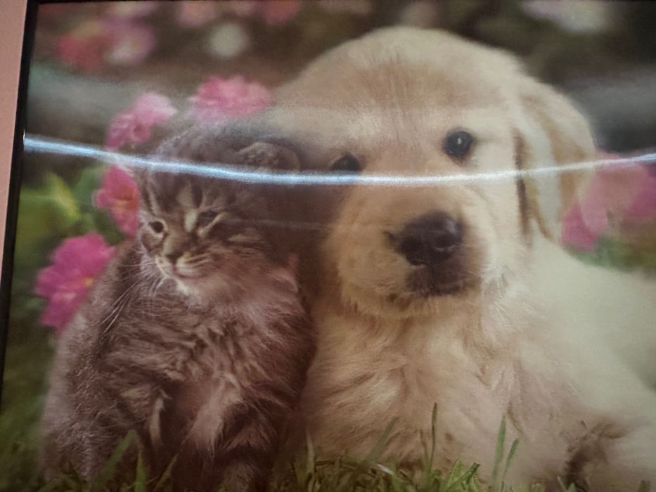 Декоративна 2 D картина куче и коте 30 х 40