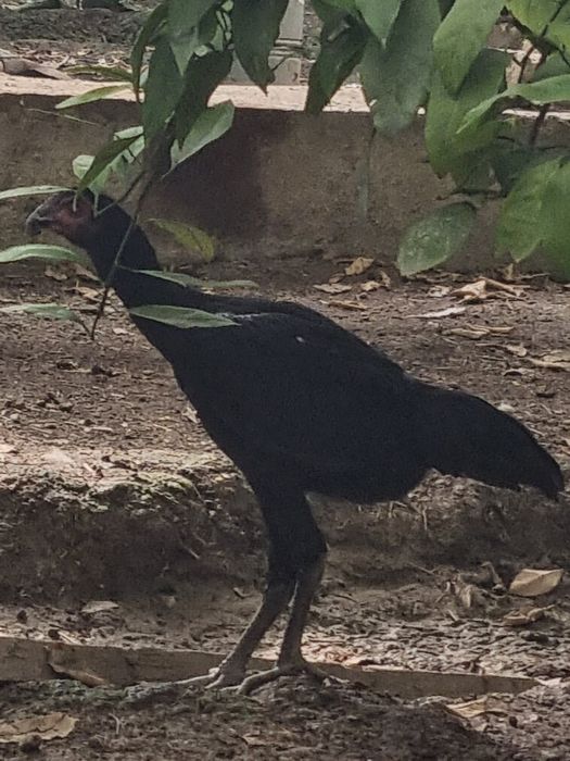 Dakan xoʻroʻzcha va mokioncha sotiladi