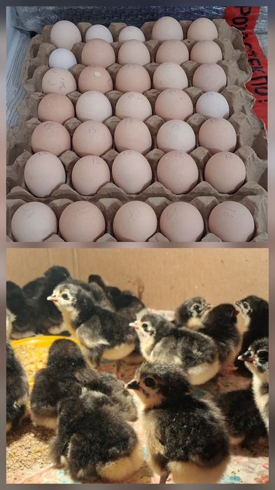 Австралорп балапандар сатылады.