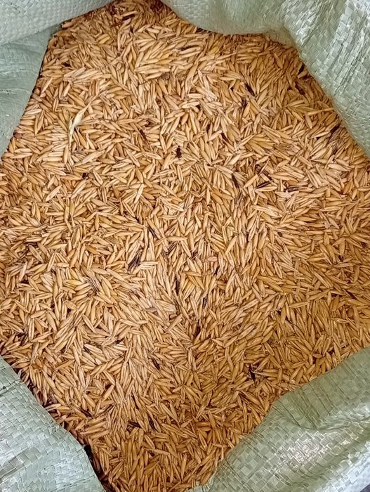 Продам корма овёс