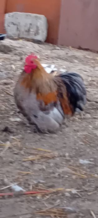 Cochinchina pitic
