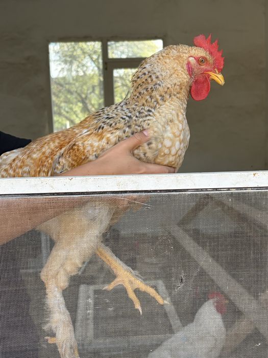 Cocosel tanar foarte sanatos
