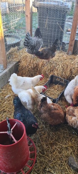 Vând Gaini Australop Albastru  și Playmonth Alb