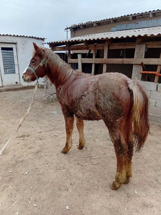 Еркек жабағы сатылады