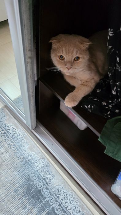 Продам Кота Скотиш Фолд