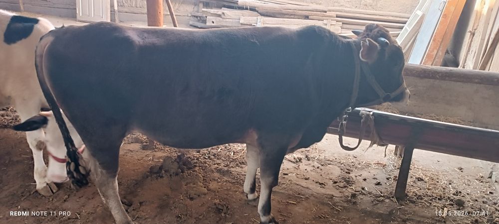 Buqa sotiladi 23 m