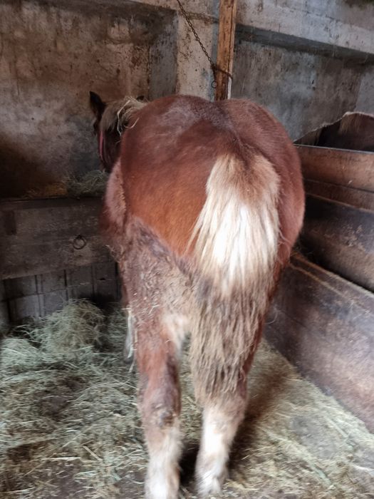 Vând o minza mondiala de 8 luni