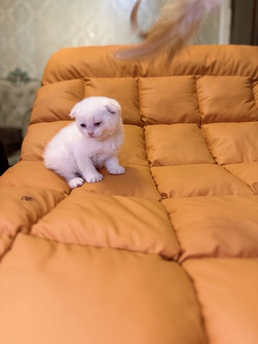 Toza zotli fold va strayt ayiqchalar sotuvga tayyor