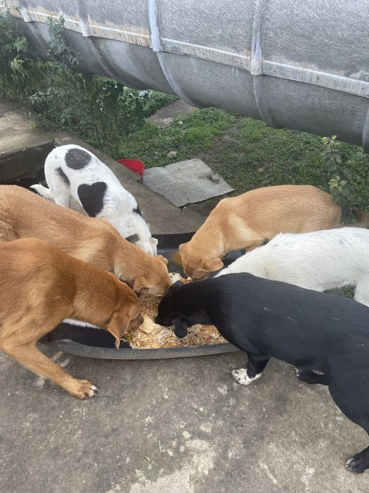 Caini superbi pentru adoptie gratis