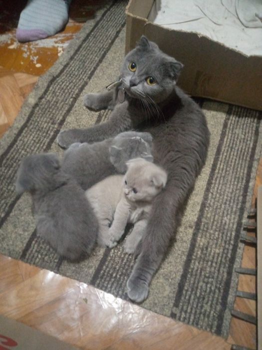 Котята вислоухий шотландский