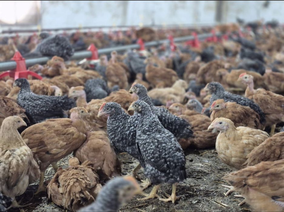 Puii albi si rasă mixta