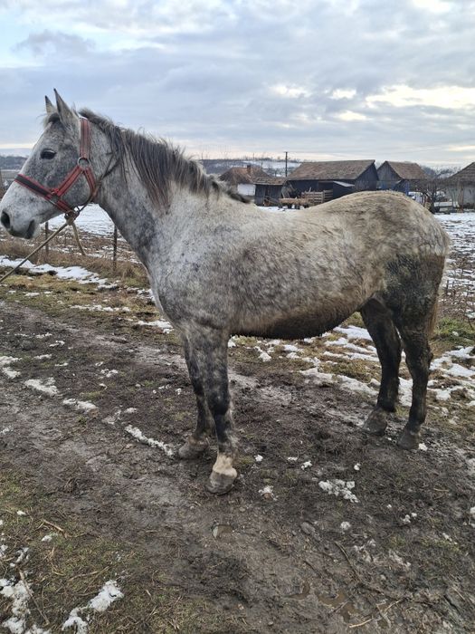 De vanzare cal castrat