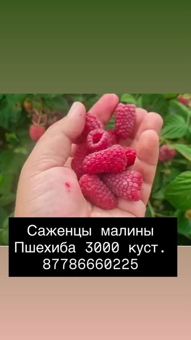 Продам саженцы малины, ежевики, ежемалины.