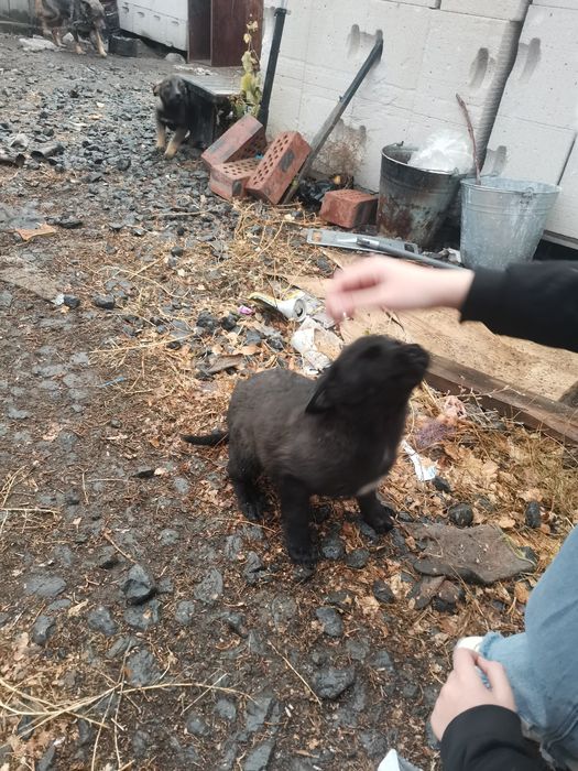 Отдам бесплатно щенят девочек