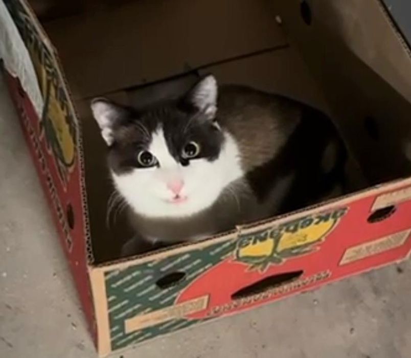 Кошку выкинули в подъезд