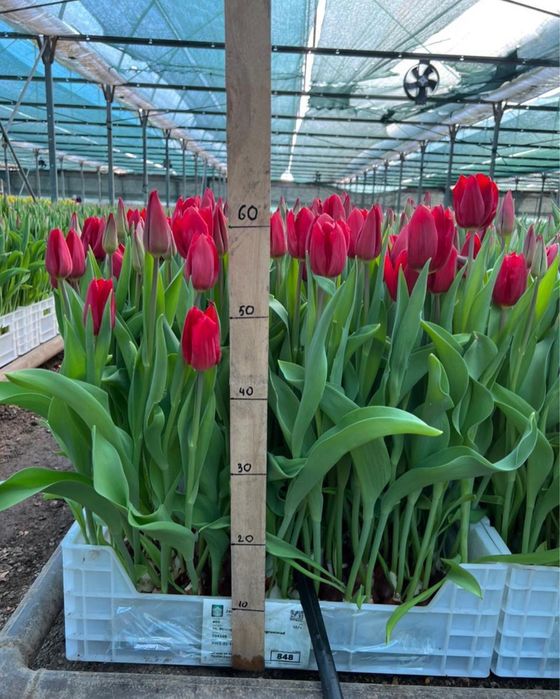 Тюлпаны Корпаративные заказы