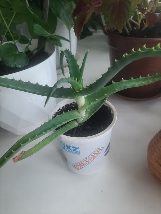 Комнатные растения