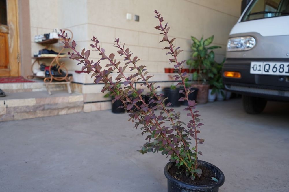 Barbaris барбарис обыкновенный