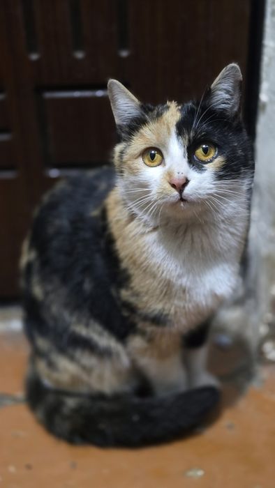 Срочно ищет дома кошечка