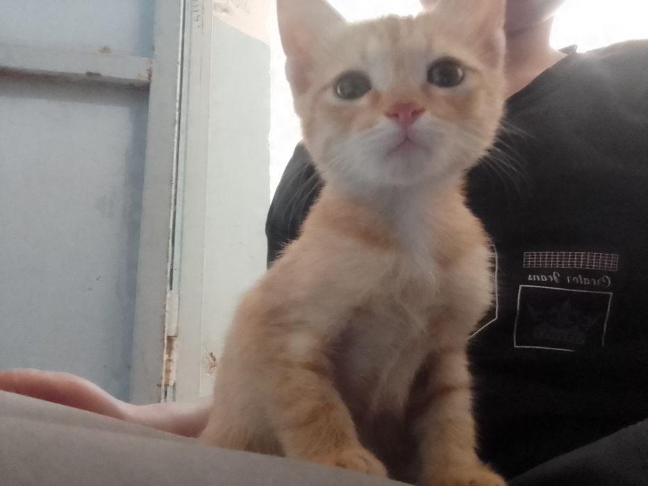 Mushuk yaxshi narxi 450000