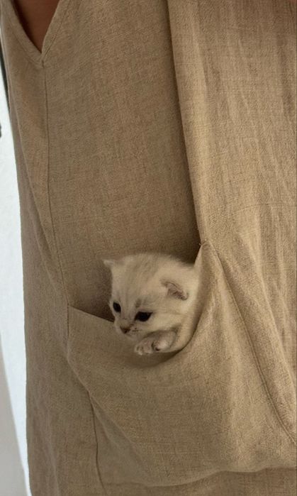 Породистые, умные, котята