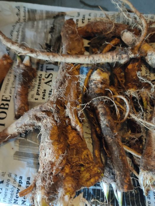 Хрен дикий, разного возраста