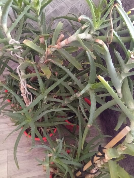 Продам алоэ. Возраст 4 года