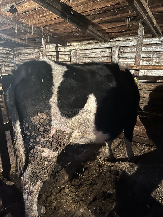 Продам годовалую телеочку