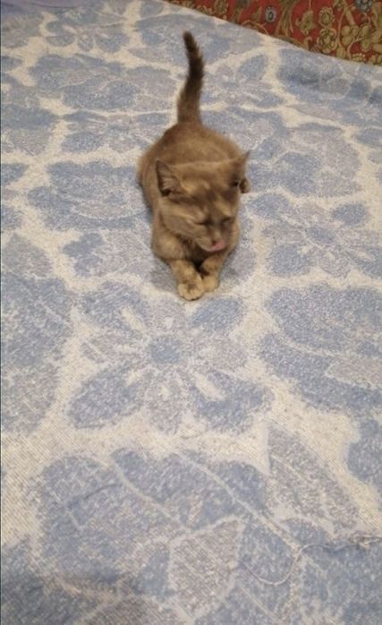 Отдам котёнка в  добрые руки