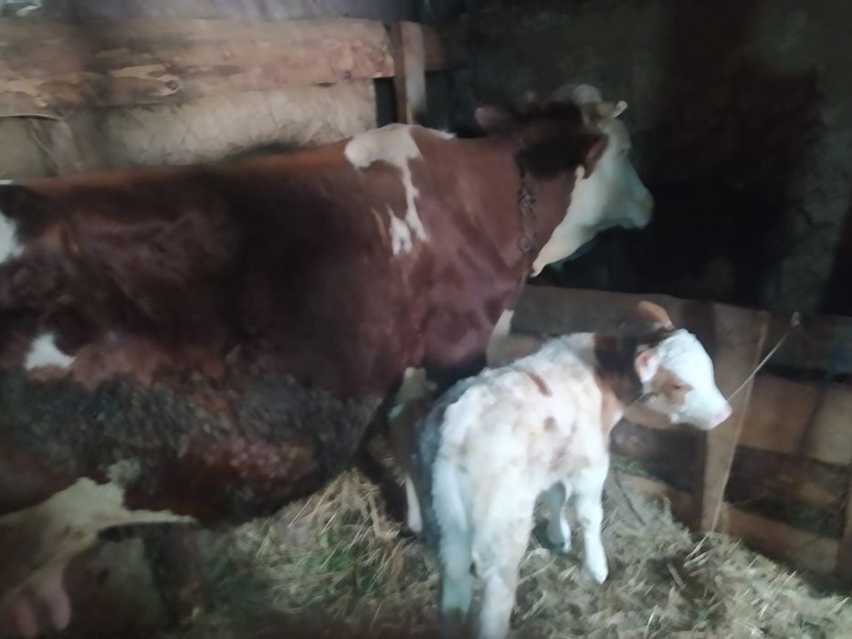 Vand  vacă cu vițel