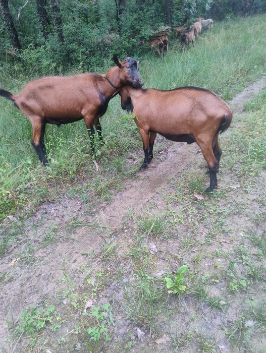 Vând țap alpin francez fara corne