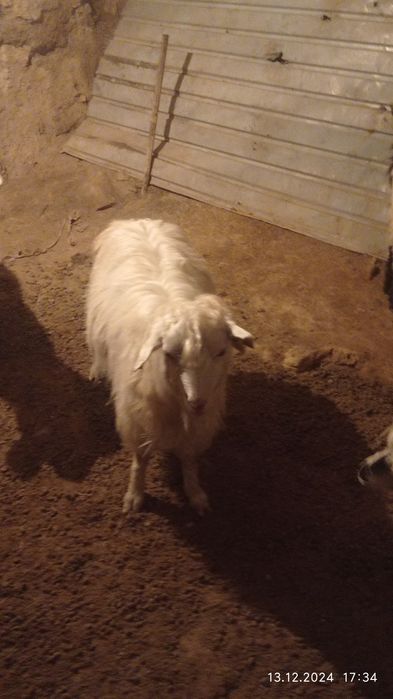 Еркек орыс 4 айлық