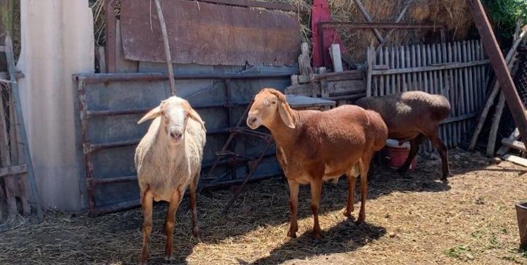 Продам молодых кошкаров