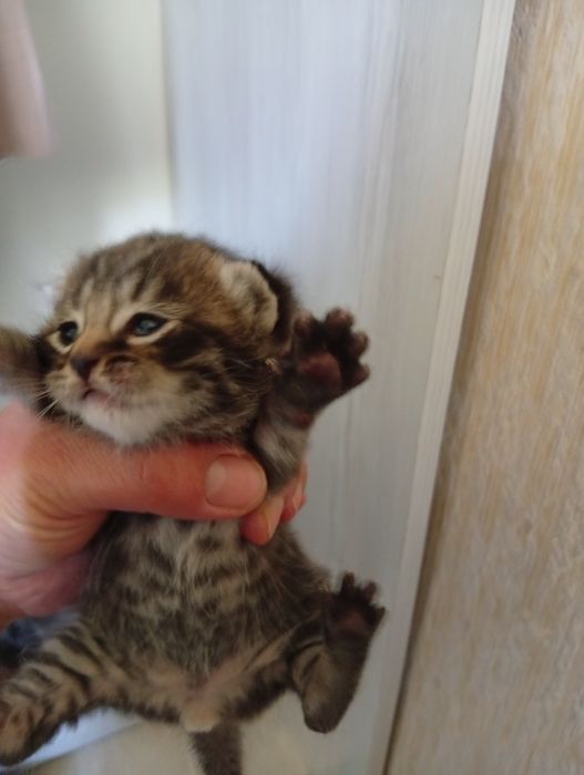 Продаются котята