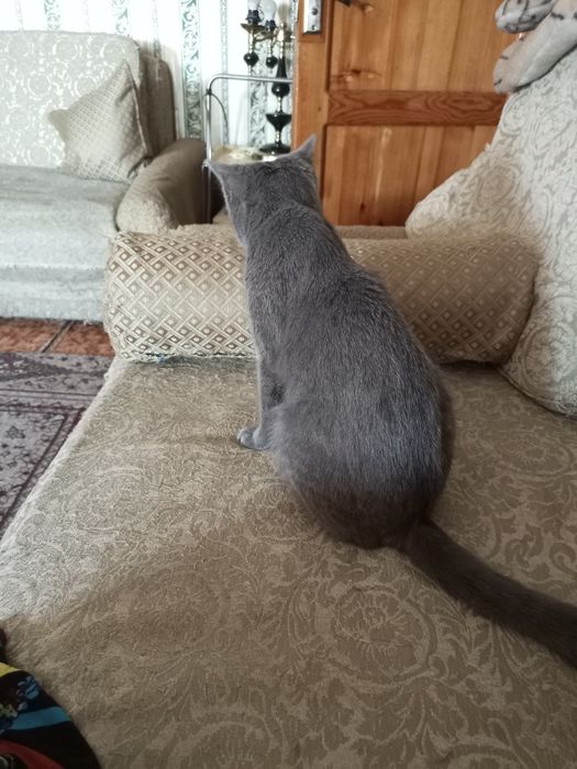 Жи́вотные кошечка один год