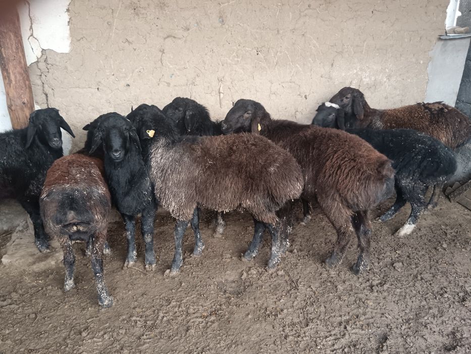 Қошқарлар бордахы.