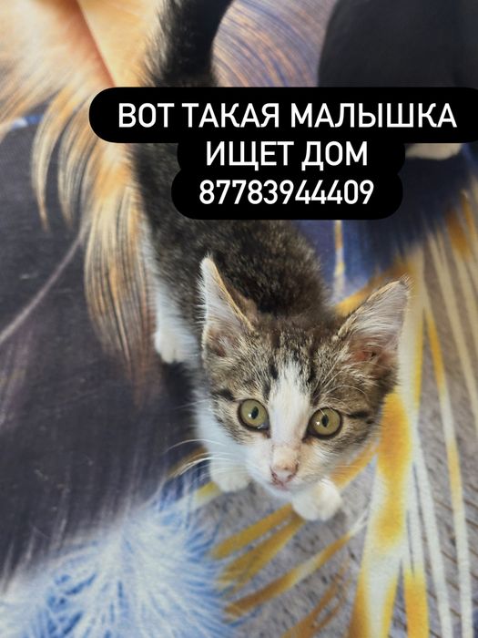 Котята в добрые руки